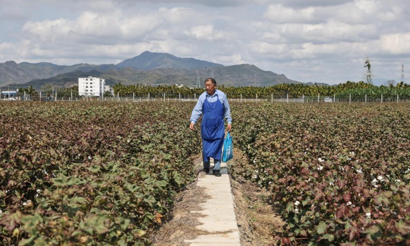 Zhao Guozhong walks through cotton plants in the field at Nanfan breeding base in Sanya, south China's Hainan Province, Feb. 28, 2021. Zhao Guozhong, who has spent 43 Spring Festivals at Nanfan breeding base as an expert on cotton breeding, started every morning of his days in Sanya by dashing to the field to pollinate cotton plants and to observe their growth under the scorching sun.Photo:Xinhua