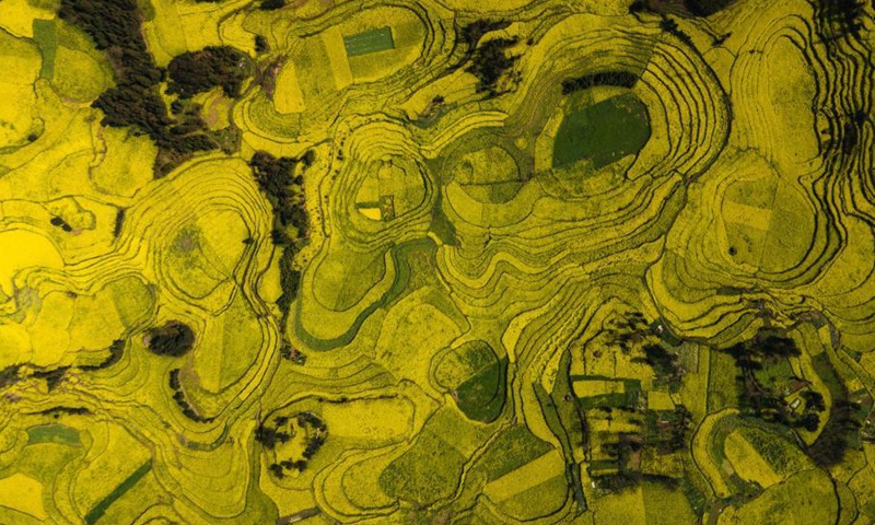 Aerial photo taken on March 2, 2021 shows the cole flower fields at a scenic area in Luoping County, southwest China's Yunnan Province.Photo:Xinhua