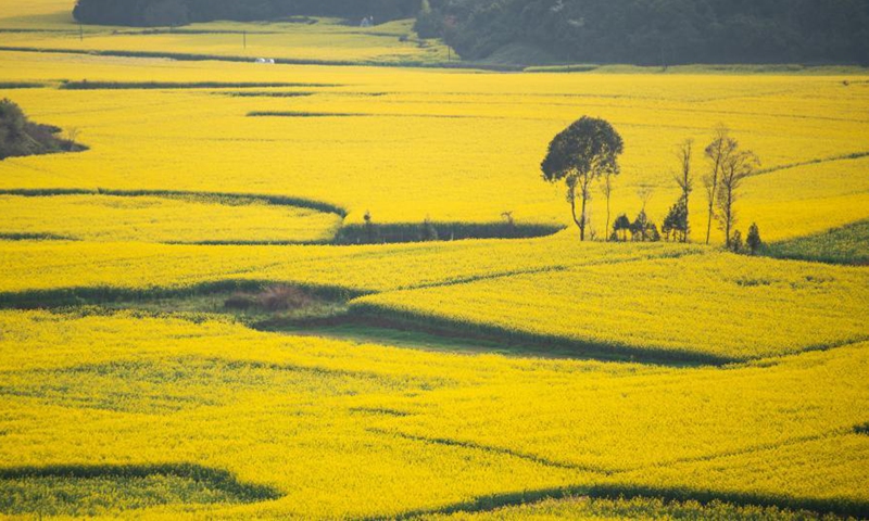 Photo taken on March 2, 2021 shows the cole flower fields at a scenic area in Luoping County, southwest China's Yunnan Province.Photo:Xinhua