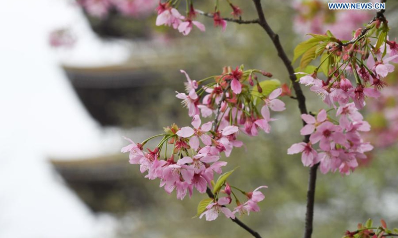 Photo taken on March 3, 2021 shows a view of blooming cherry blossoms by the East Lake in Wuhan, central China's Hubei Province. The cherry blossom festival kicked off in Wuhan on Wednesday, welcoming frontliners who fought in Hubei to aid local COVID-19 pandemic control efforts in 2020.(Photo: Xinhua)