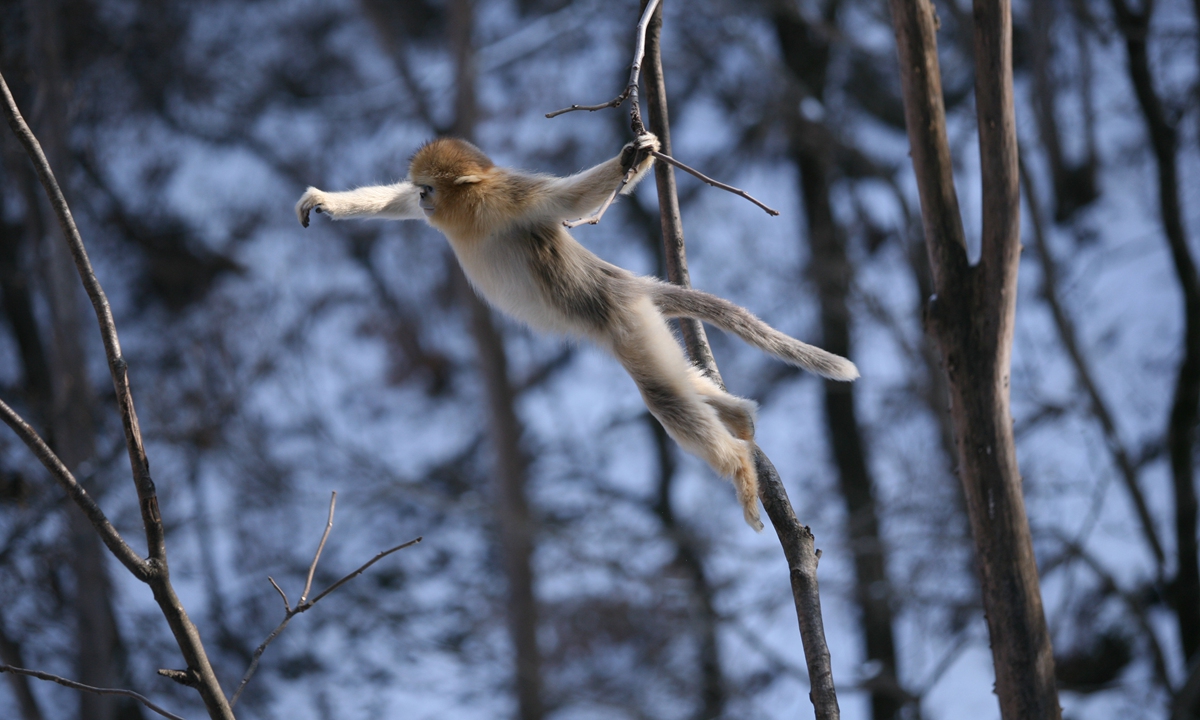 A golden snub-nosed monkey in Qinling Mountains in Northwest China's Shaanxi Province Photo: Courtesy of Guo Songtao 