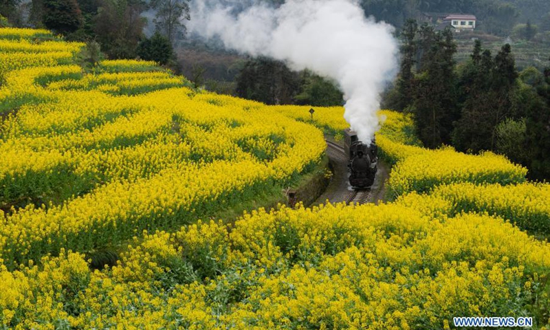 A train runs on a narrow gauge railway in cole flower fields in Qianwei County, southwest China's Sichuan Province, March 2, 2021. The old-fashioned steam train, running on a narrow gauge railway in Qianwei County, serves mainly in sightseeing. As increasing number of tourists visit the county in recent years, the train itself has become an attraction providing a journey of reminiscence.(Photo: Xinhua)