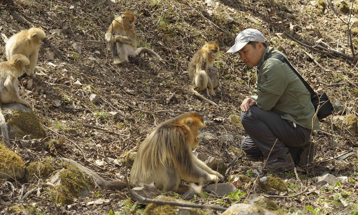 Guo Songtao watches a golden snub-nosed monkey in Qinling Mountains in Northwest China's Shaanxi Province. Photo: Courtesy of Guo Songtao 