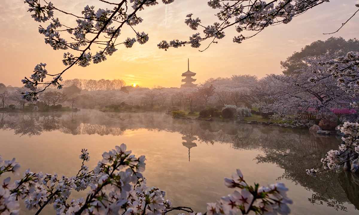 Cherry blossoms in Wuhan Photo: VCG