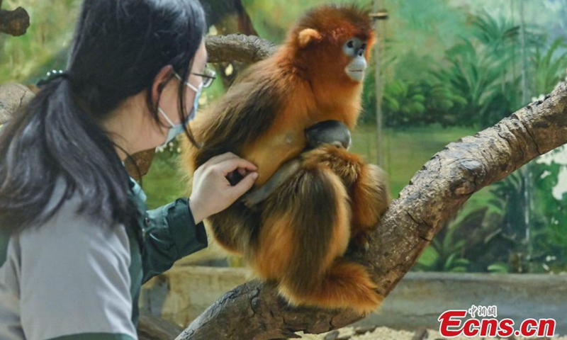 A staff member conducts physical examination for golden snub-nosed monkey Diandian and its newborn baby in Guangzhou Chimelong Safari Park, Guangdong, March 3, 2021.Photo:China News Service