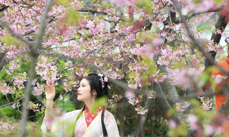 A tourist wearing traditional clothing poses for photos with blooming cherry blossoms by the East Lake in Wuhan, central China's Hubei Province, March 3, 2021. The cherry blossom festival kicked off in Wuhan on Wednesday, welcoming frontliners who fought in Hubei to aid local COVID-19 pandemic control efforts in 2020.(Photo: Xinhua)