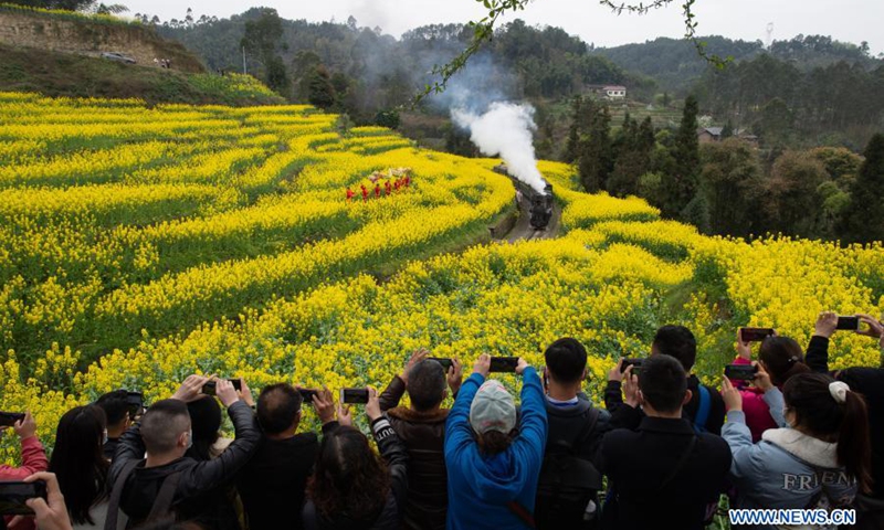 Tourists take photos of a train running through cole flower fields in Qianwei County, southwest China's Sichuan Province, March 2, 2021. The old-fashioned steam train, running on a narrow gauge railway in Qianwei County, serves mainly in sightseeing. As increasing number of tourists visit the county in recent years, the train itself has become an attraction providing a journey of reminiscence.(Photo: Xinhua)