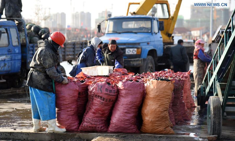 Workers pack mussels at a port in Rizhao, east China's Shandong Province, March 3, 2021. With an annual yield of two hundred million kilograms, mussels produced from Rizhao accounts for over 60 percent market share in China.(Photo: Xinhua)