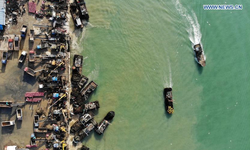 Aerial photo shows boats loaded with mussels sailing ashore at a port in Rizhao, east China's Shandong Province, March 3, 2021. With an annual yield of two hundred million kilograms, mussels produced from Rizhao accounts for over 60 percent market share in China.(Photo: Xinhua)