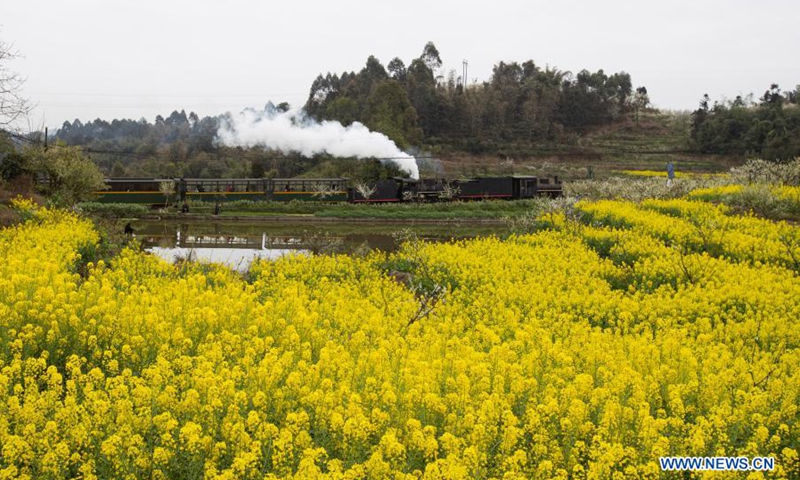 A train runs through cole flower fields in Qianwei County, southwest China's Sichuan Province, March 2, 2021. The old-fashioned steam train, running on a narrow gauge railway in Qianwei County, serves mainly in sightseeing. As increasing number of tourists visit the county in recent years, the train itself has become an attraction providing a journey of reminiscence. (Photo: Xinhua)