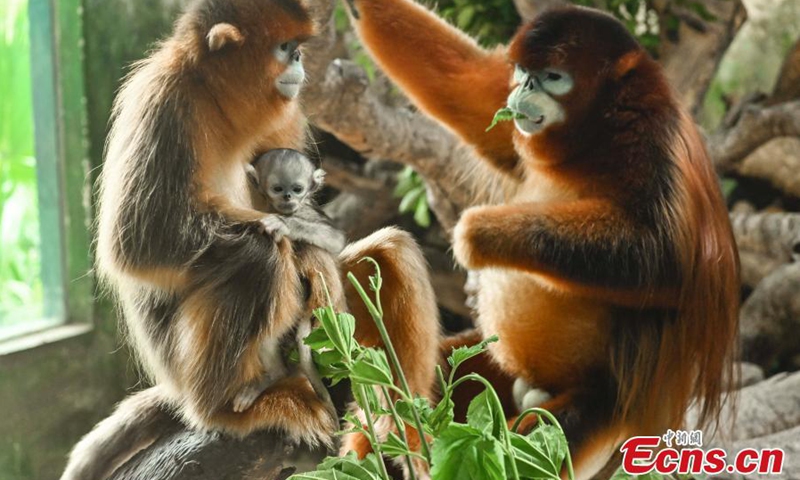 A newborn golden snub-nosed monkey stays with his mother “Diandian” and father “Pingping” in Guangzhou Chimelong Safari Park, Guangdong, March 3, 2021.Photo:China News Service
