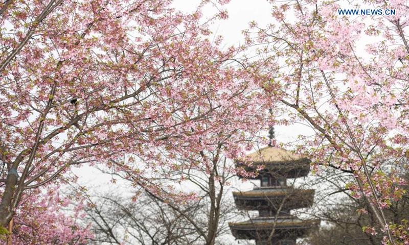 Photo taken on March 3, 2021 shows a view of blooming cherry blossoms by the East Lake in Wuhan, central China's Hubei Province. The cherry blossom festival kicked off in Wuhan on Wednesday, welcoming frontliners who fought in Hubei to aid local COVID-19 pandemic control efforts in 2020.(Photo: Xinhua)