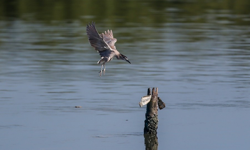 A black-crowned night heron lands on a bamboo stilt at the Las Pinas-Paranaque Wetland Park in Las Pinas City, the Philippines on March 3, 2021.(Photo: Xinhua)