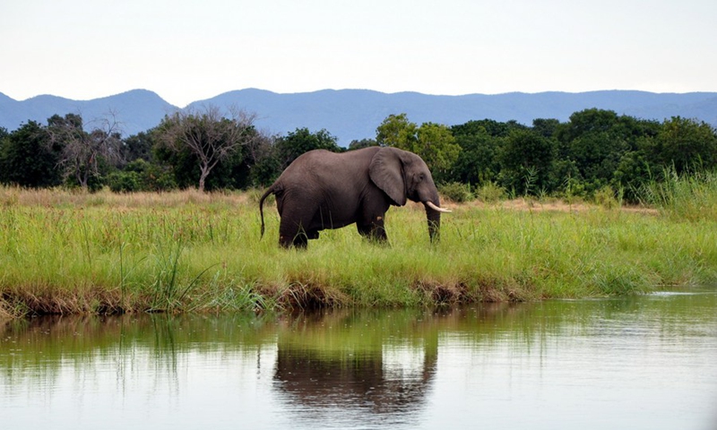 Photo taken on March 8, 2013 shows an elephant at the river bank of Zambezi River, a well-known tourism site for foreign travelers in Zambia.(Photo: Xinhua)