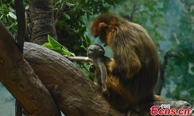 The golden snub-nosed monkey Diandian holds its baby in Guangzhou Chimelong Safari Park, Guangdong, March 3, 2021. Photo:China News Service