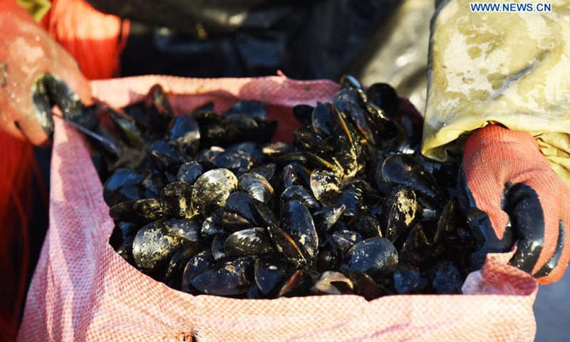 A worker packs mussels at a port in Rizhao, east China's Shandong Province, March 3, 2021. With an annual yield of two hundred million kilograms, mussels produced from Rizhao accounts for over 60 percent market share in China.(Photo: Xinhua)