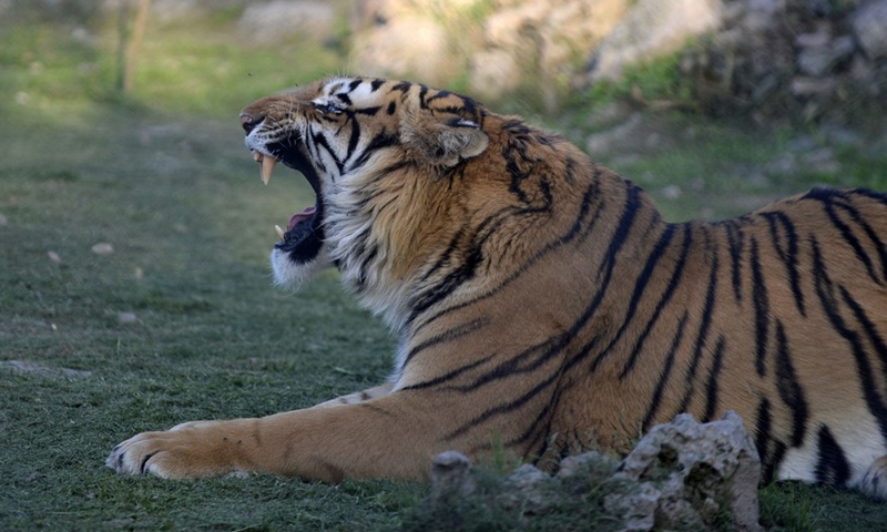 A Bengal tiger roars at a zoo in Rawalpindi of Pakistan's Punjab province on March 3, 2021. (Photo:Xinhua)
