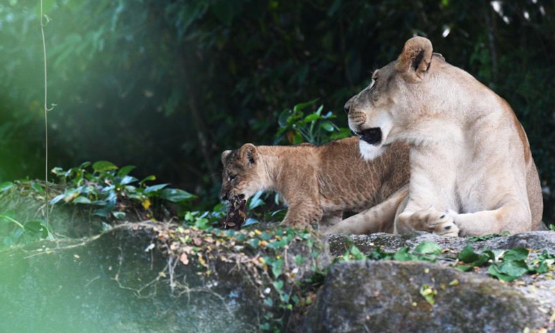 Lion cub Simba is seen with his mother at the Singapore Zoo in Singapore, March 4, 2021. Simba made the first public appearance with his mother at the Singapore Zoo on Thursday. The lion cub was born on Oct. 23, 2020 after its mother's artificial insemination.  Photo: Xinhua