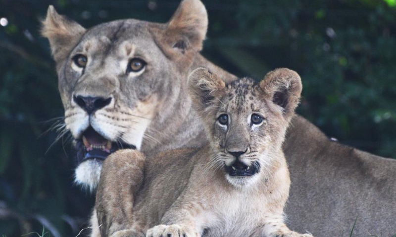 Lion cub Simba is seen with his mother at the Singapore Zoo in Singapore, March 4, 2021. Simba made the first public appearance with his mother at the Singapore Zoo on Thursday. The lion cub was born on Oct. 23, 2020 after its mother's artificial insemination. Photo: Xinhua