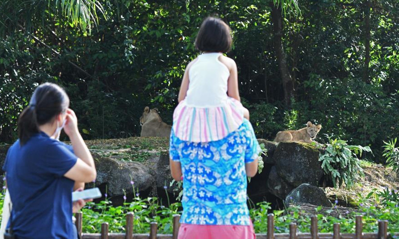 People watch lion cub Simba at the Singapore Zoo in Singapore, March 4, 2021. Simba made the first public appearance with his mother at the Singapore Zoo on Thursday. The lion cub was born on Oct. 23, 2020 after its mother's artificial insemination.Photo: Xinhua