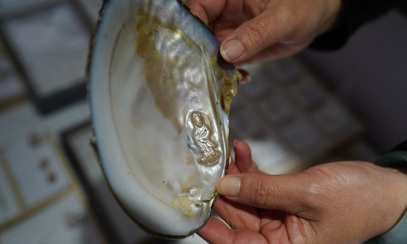 A worker shows a particular pearl in a mussel in a cultivation base in Tajiang Village of Wannian County, east China's Jiangxi Province, March 3, 2021. Photo:Xinhua