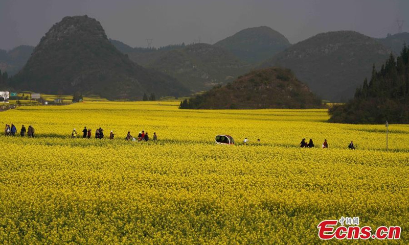 Tourists walk in a canola flower field in Luoping, Yunnan Province on March 4. Photo: China News Service