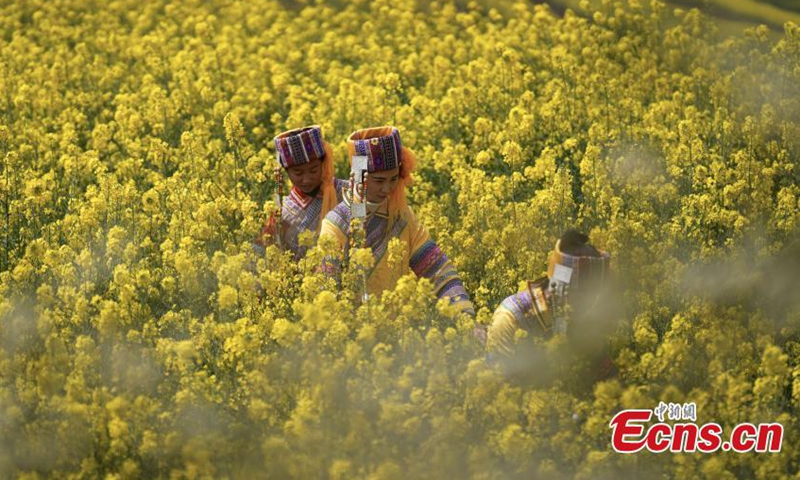 Locals dressed in Yi ethnic costumes pick canola flower to make pickled vegetables in Luoping, Yunnan Province on March 4, 2021.  Photo: China News Service