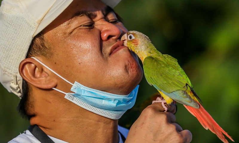 A parrot pecks the lips of a man as he trains his pet parrots in Manila, the Philippines on March 7, 2021.(Photo: Xinhua)