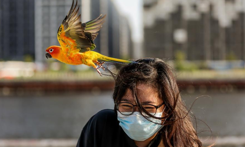 A parrot flies from the head of a woman during the free flight activity of the Manila All-Star Free Flight, a group of avian enthusiasts, in Manila, the Philippines on March 7, 2021. Manila All-Star Free Flight aims to teach pet parrots the freedom of flight for their pet's mental and physical health. (Xinhua/Rouelle Umali)