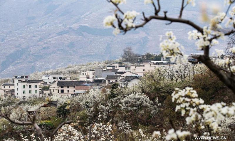 Photo taken on March 5, 2021 shows blooming pear flowers in Datian Village of Jiuxiang Township, Hanyuan County, southwest China's Sichuan Province.Photo:Xinhua