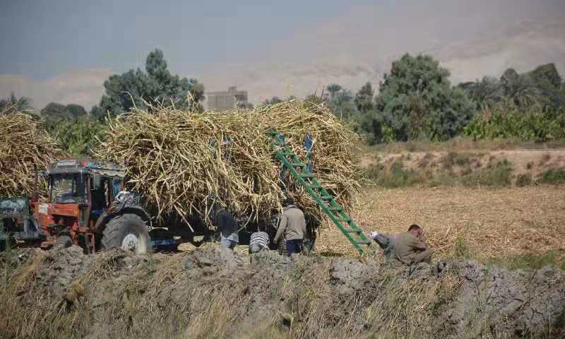 Farmers harvest and transport sugarcanes in Upper Egypt's province of Qena on Feb. 24, 2021.(Photo: Xinhua)