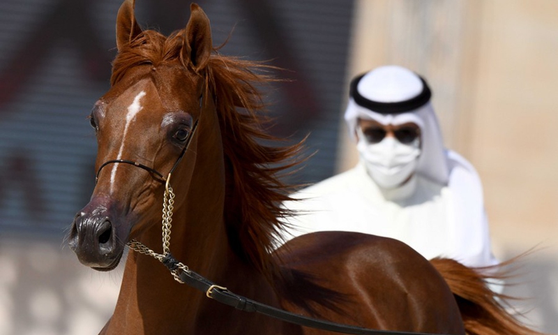 Kuwait Hosts Arabian Horse Beauty Contest Global Times