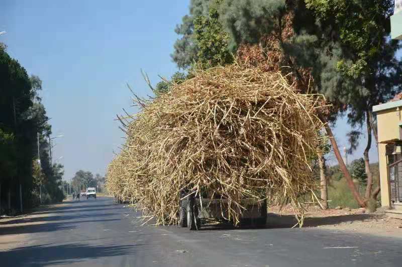 Farmers transport sugarcanes in Upper Egypt's province of Qena on Feb. 24, 2021.(Photo: Xinhua)