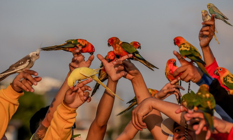 Avian enthusiasts lift their pet parrots as they train their pets during their free flight activity in Manila, the Philippines on March 7, 2021.(Photo: Xinhua)