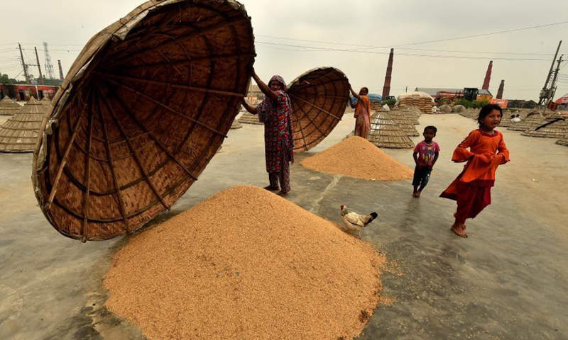 Workers remove cones from piles of paddy crops for drying at a yard of rice mill in Brahmanbaria, 109 kilometers northeast of capital Dhaka, Bangladesh on March 7, 2021. Photo: Xinhua