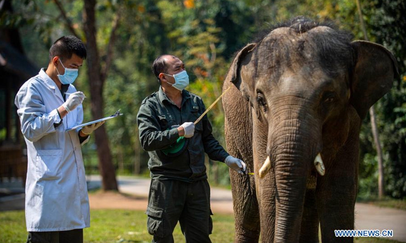 Wildlife conservation workers measure the chest circumference of an Asian elephant named Xiaoqiang at the Asian Elephant Breeding and Rescue Center in Xishuangbanna Dai Autonomous Prefecture, southwest China's Yunnan Province, March 6, 2021. The Asian elephants, which are under first-class national protection with a population of less than 400 in China, are mainly found in Yunnan. Wildlife conservation workers at the Asian Elephant Breeding and Rescue Center have dedicated themselves to improving the welfare of the species.(Photo: Xinhua)