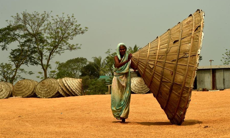 A worker moves a giant cone on paddy crops spread for drying in a yard of a rice mill in Brahmanbaria, 109 kilometers northeast of capital Dhaka, Bangladesh on March 7, 2021. Photo: Xinhua