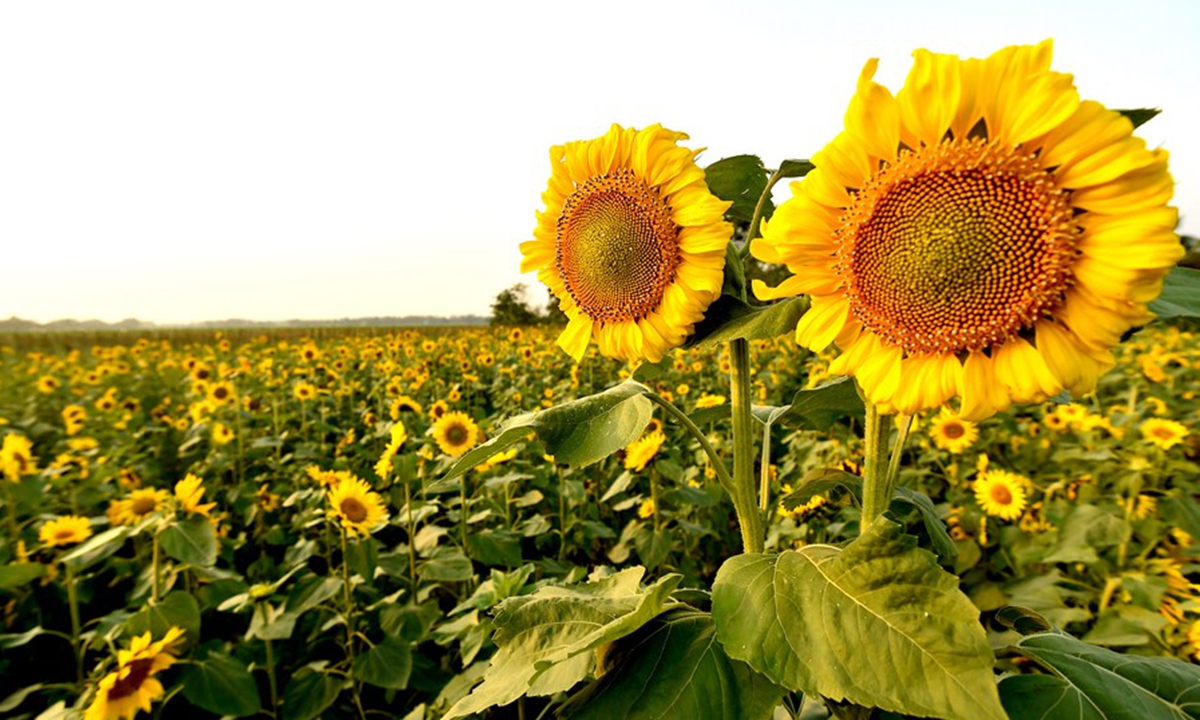 Sunflowers bloom at a farm in Brahmanbaria district, Bangladesh, on March 6, 2021. (Xinhua)