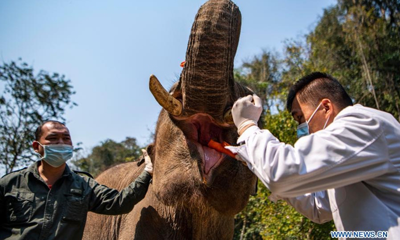 A wildlife conservation worker checks the oral cavity of an Asian elephant named Xiaoqiang at the Asian Elephant Breeding and Rescue Center in Xishuangbanna Dai Autonomous Prefecture, southwest China's Yunnan Province, March 6, 2021. The Asian elephants, which are under first-class national protection with a population of less than 400 in China, are mainly found in Yunnan. Wildlife conservation workers at the Asian Elephant Breeding and Rescue Center have dedicated themselves to improving the welfare of the species.(Photo: Xinhua)