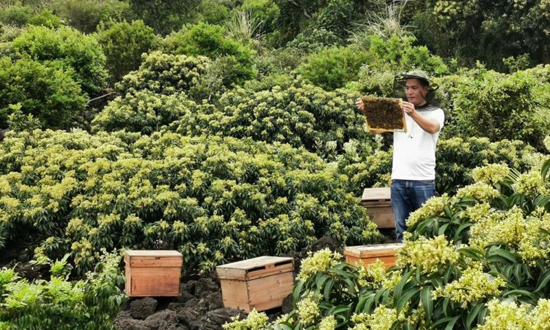 A beekeeper inspects a beehive among litchi flowers in Yongxing Township of Haikou City, east China's Hainan Province, March 7, 2021.(Photo: Xinhua)