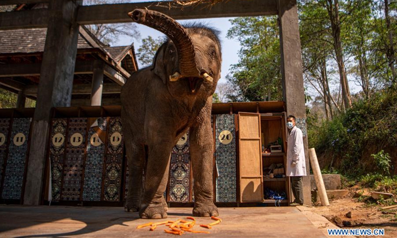 A wildlife conservation worker measures the weight of an Asian elephant named Xiaoqiang at the Asian Elephant Breeding and Rescue Center in Xishuangbanna Dai Autonomous Prefecture, southwest China's Yunnan Province, March 6, 2021. The Asian elephants, which are under first-class national protection with a population of less than 400 in China, are mainly found in Yunnan. Wildlife conservation workers at the Asian Elephant Breeding and Rescue Center have dedicated themselves to improving the welfare of the species.(Photo: Xinhua)