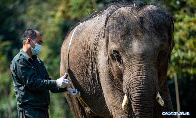 A wildlife conservation worker measures the abdominal circumference of an Asian elephant named Xiaoqiang at the Asian Elephant Breeding and Rescue Center in Xishuangbanna Dai Autonomous Prefecture, southwest China's Yunnan Province, March 6, 2021. The Asian elephants, which are under first-class national protection with a population of less than 400 in China, are mainly found in Yunnan. Wildlife conservation workers at the Asian Elephant Breeding and Rescue Center have dedicated themselves to improving the welfare of the species.(Photo: Xinhua)