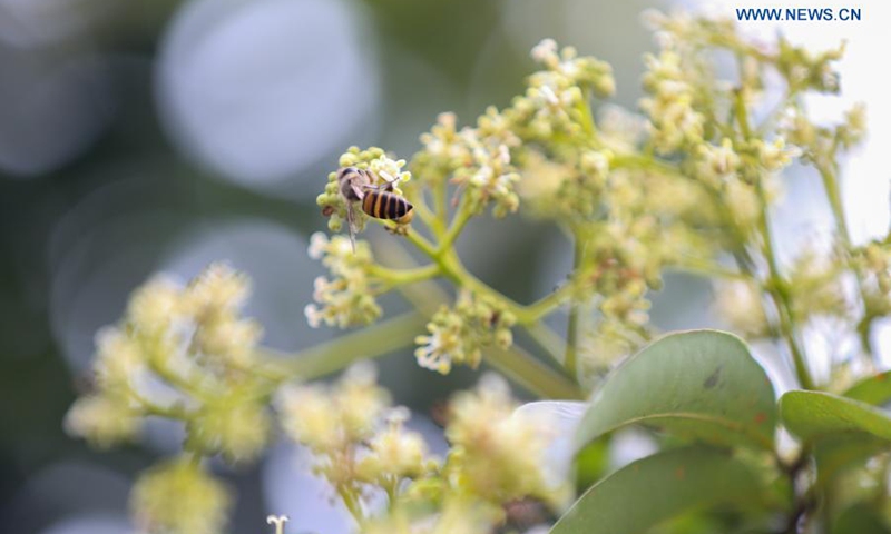 A bee is seen among litchi flowers in Yongxing Township of Haikou City, east China's Hainan Province, March 7, 2021.(Photo: Xinhua)