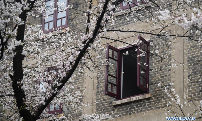 Photo taken on March 8, 2021 shows cherry blossoms at Wuhan University in Wuhan, capital of central China's Hubei Province. Wuhan University on Monday has started reservation for visitors to view cherry blossoms on campus. This year, Wuhan University has made arrangements for the public to make real-name bookings three days in advance, with a daily reservation limit of 10,000 people on weekdays and 15,000 people on weekends.(Photo: Xinhua)