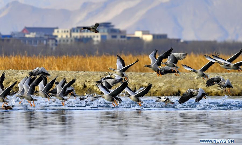 Birds are seen on the Lhalu wetland in Lhasa, southwest China's Tibet Autonomous Region, March 7, 2021.(Photo: Xinhua)
