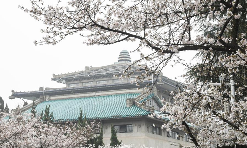 Photo taken on March 8, 2021 shows cherry blossoms at Wuhan University in Wuhan, capital of central China's Hubei Province. Wuhan University on Monday has started reservation for visitors to view cherry blossoms on campus. This year, Wuhan University has made arrangements for the public to make real-name bookings three days in advance, with a daily reservation limit of 10,000 people on weekdays and 15,000 people on weekends.(Photo: Xinhua)