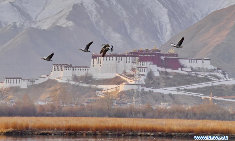 Birds are seen above the Lhalu wetland in Lhasa, southwest China's Tibet Autonomous Region, March 7, 2021. Lhalu Wetland National Nature Reserve, known as the Lung of Lhasa, gets rejuvenated as temperature rises.(Photo: Xinhua)