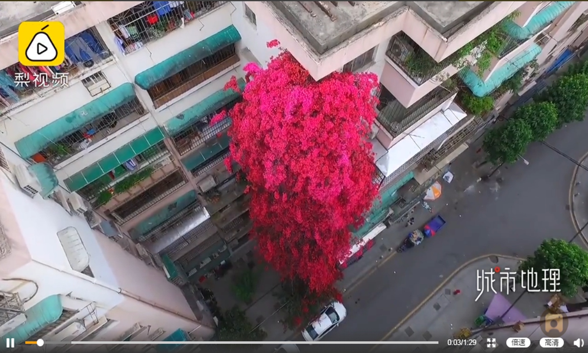 A unique scene has been drawing many passersby in Guangzhou, South China's Guangdong Province - a blooming bunch of pink bougainvillea cascading down a building and forming a breathtaking 