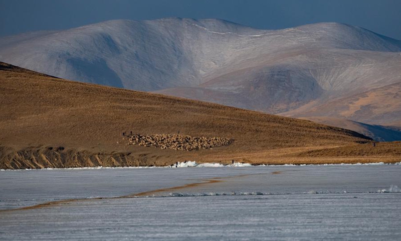 A herd of sheep are led to leave an island on the frozen Puma Yumco Lake, southwest China's Tibet Autonomous Region, March 6, 2021.Photo:Xinhua