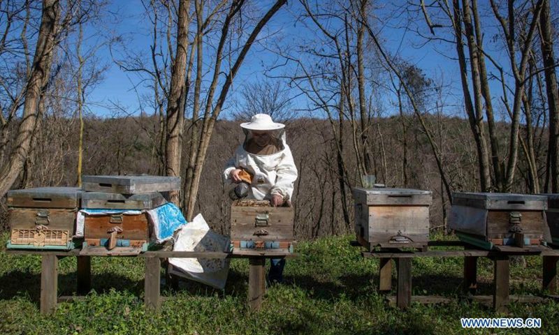 Ahmet Can, a beekeeper and head of Sile Beekeepers Agricultural Development Cooperative, checks a beehive at an apiary in Sile, a remote district of Istanbul, Turkey, on March 5, 2021. The number of hives across the country increased to 8 million in 2019, up from 5.6 million in 2010, with honey production from 81,000 tons to 109,000 tons, according to recent press reports. (Photo: Xinhua)